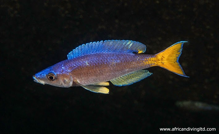 Cyprichromis leptosoma 'Silaf Rocks'